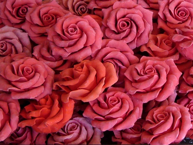 rose-g8d8efffa1_1280